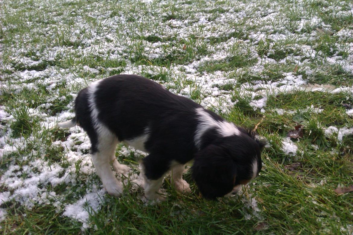 Cavalier king charles spaniel Mille  billede 8