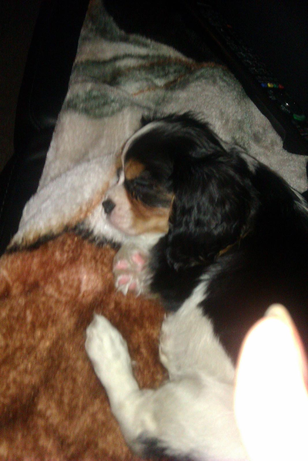 Cavalier king charles spaniel Mille  billede 9