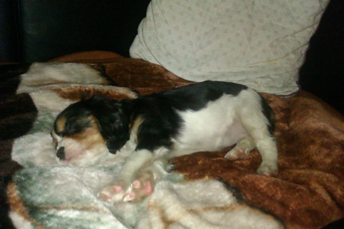 Cavalier king charles spaniel Mille  billede 10