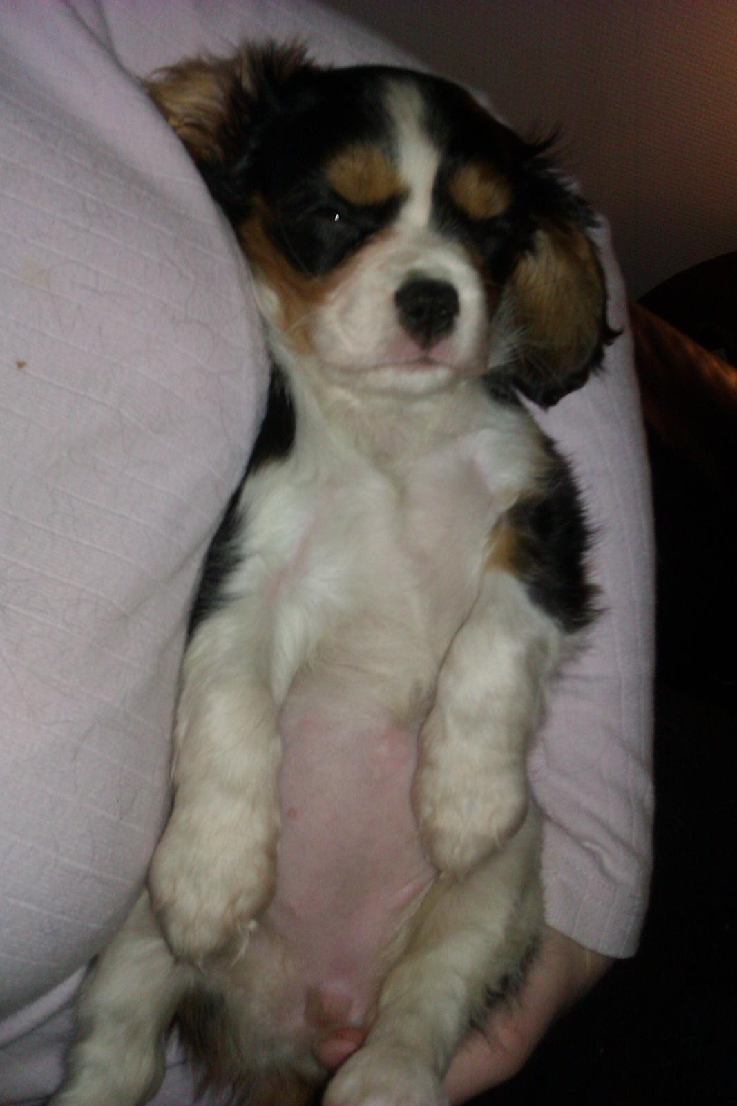 Cavalier king charles spaniel Mille  billede 11