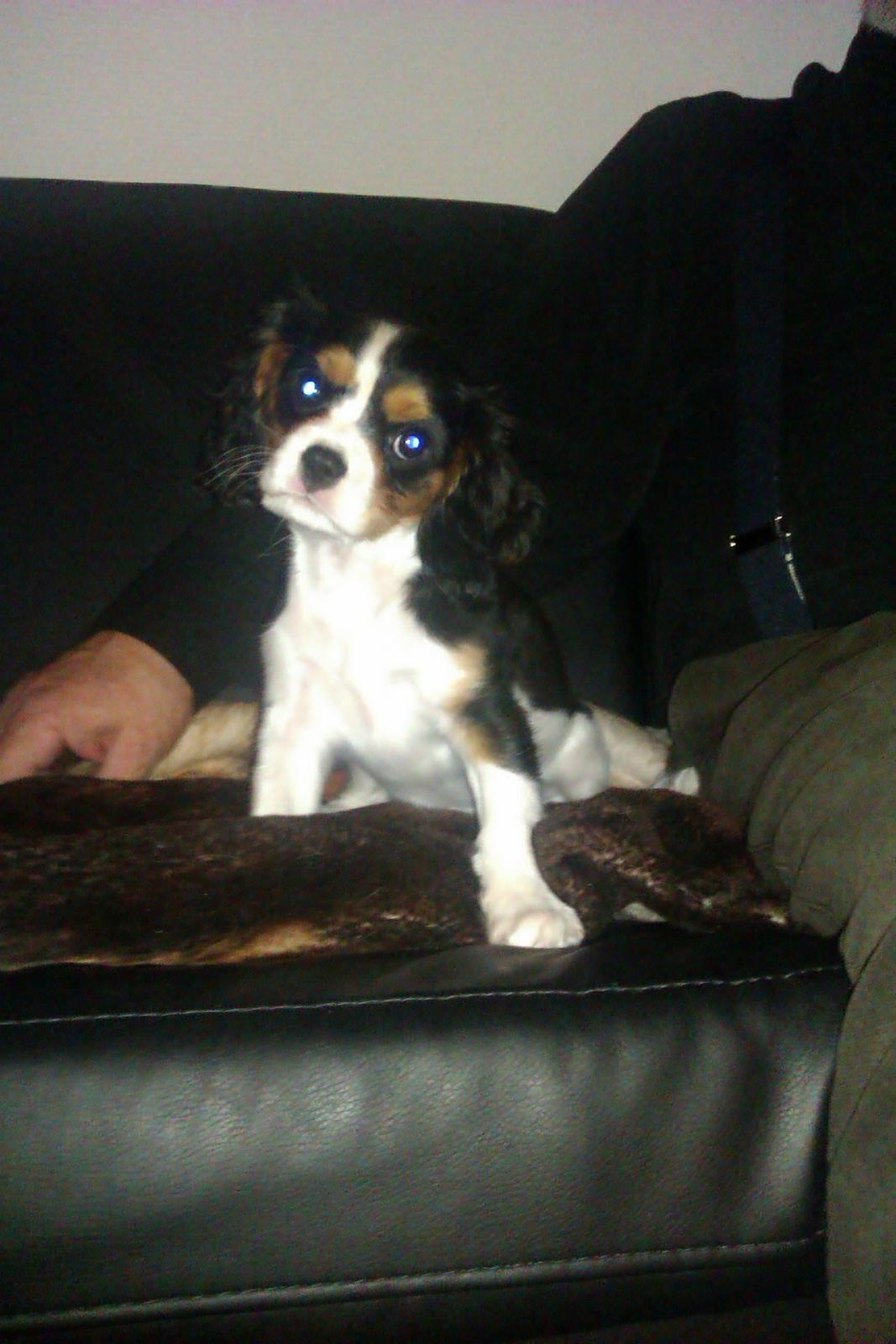 Cavalier king charles spaniel Mille  billede 12