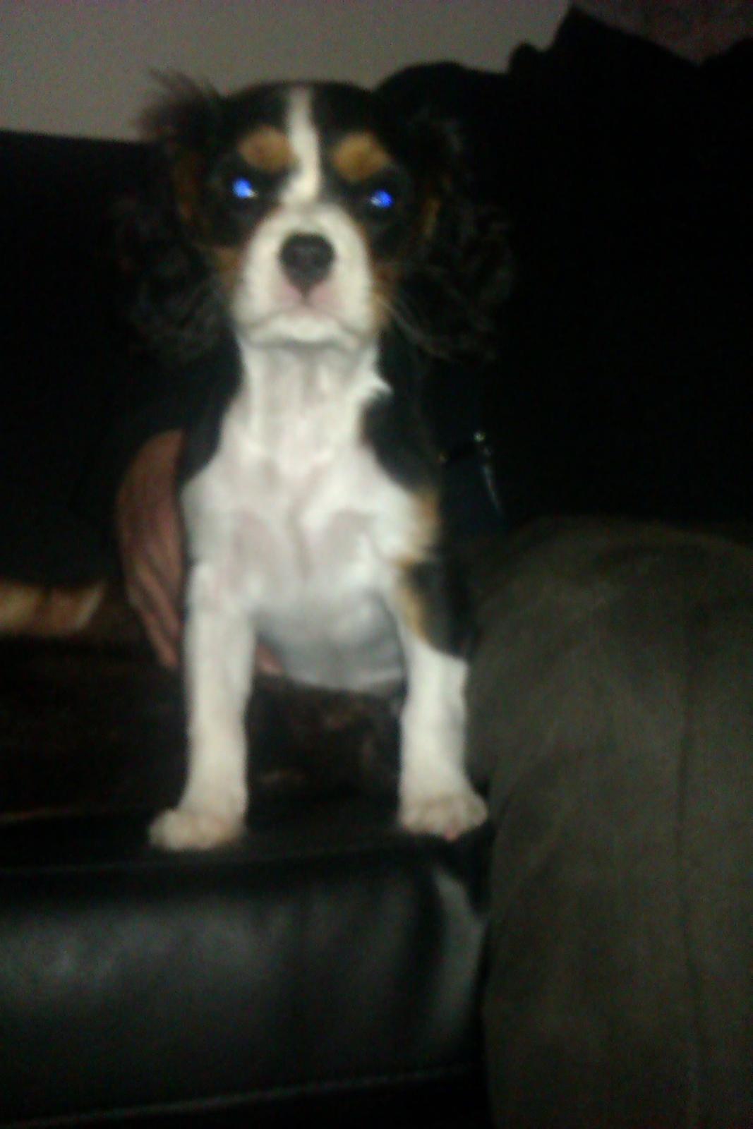 Cavalier king charles spaniel Mille  billede 13