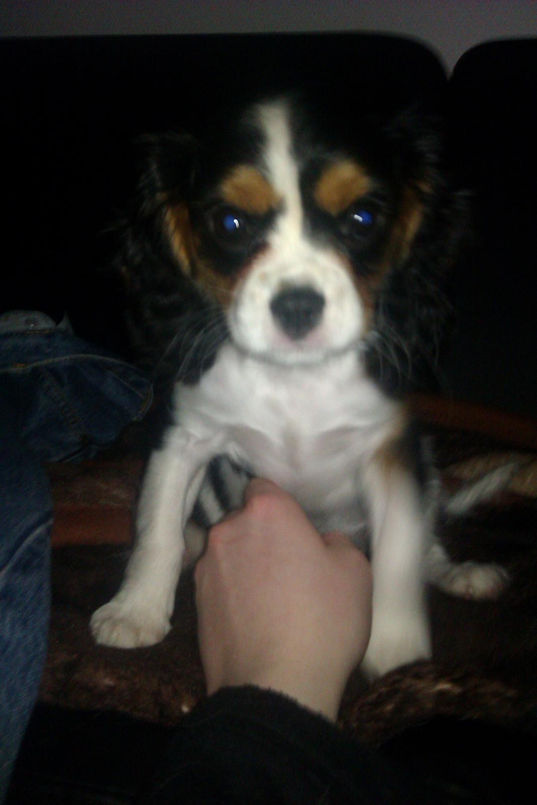 Cavalier king charles spaniel Mille  billede 14