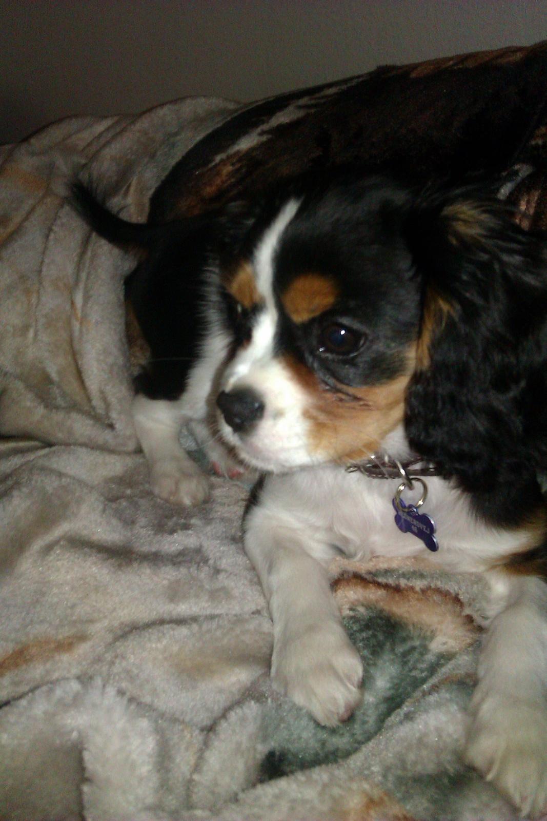 Cavalier king charles spaniel Mille  billede 15