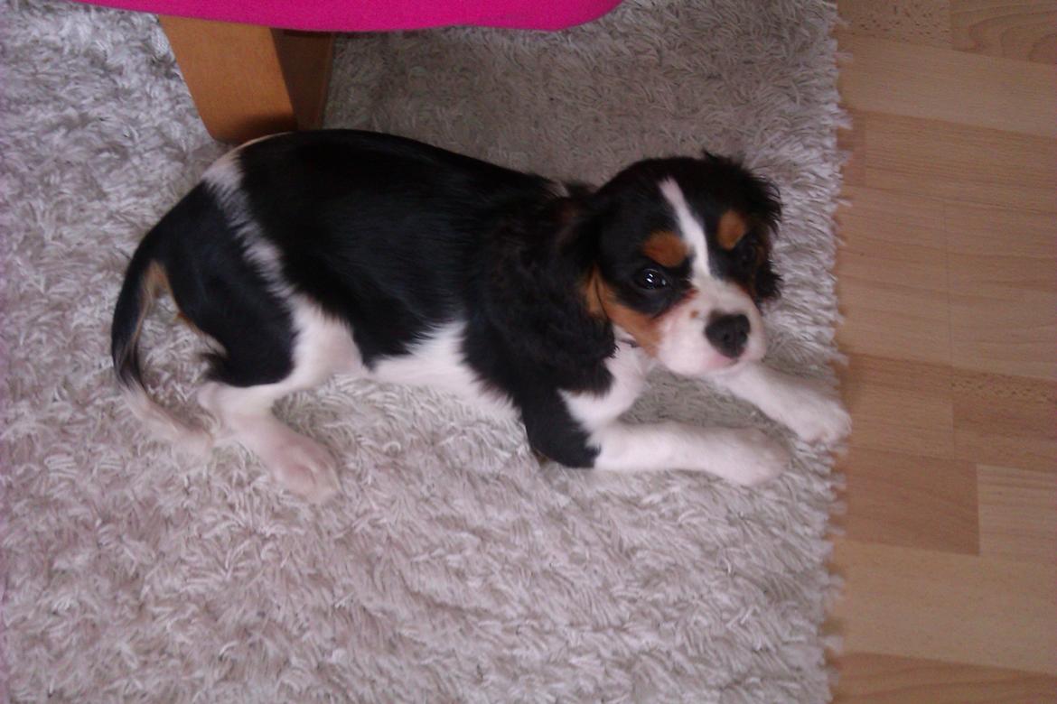 Cavalier king charles spaniel Mille  billede 17