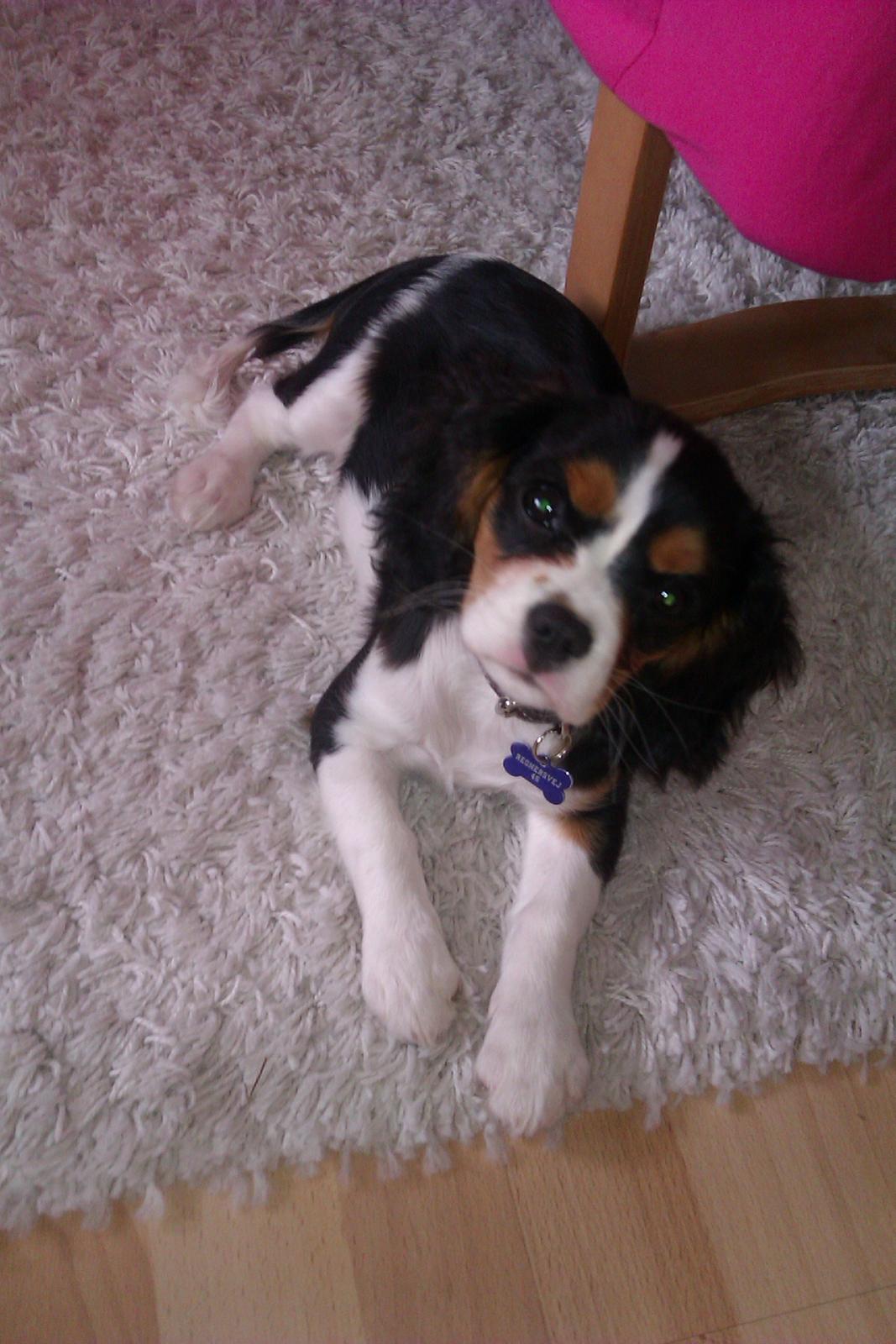 Cavalier king charles spaniel Mille  billede 18