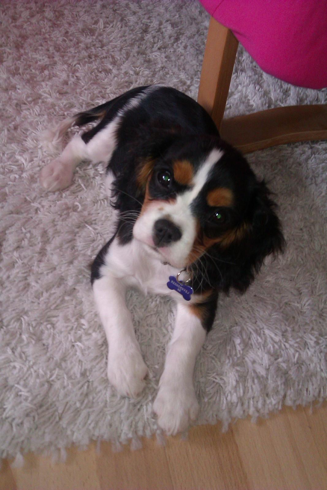 Cavalier king charles spaniel Mille  billede 19
