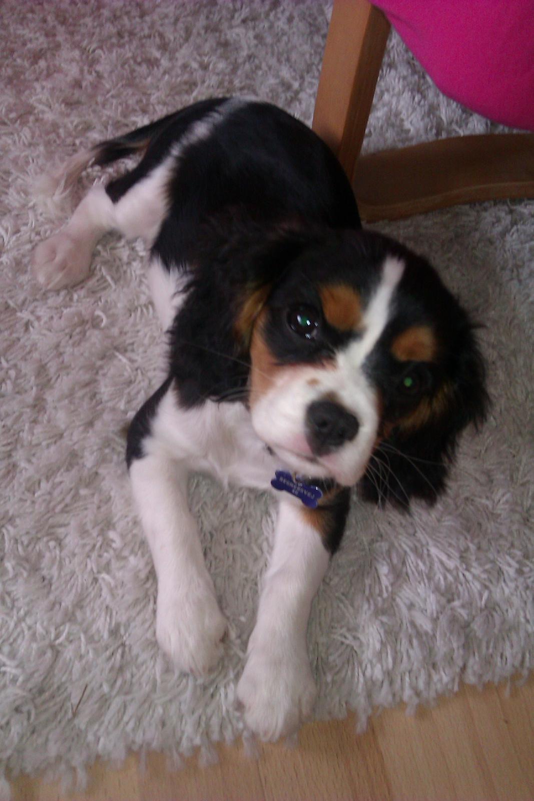 Cavalier king charles spaniel Mille  billede 20