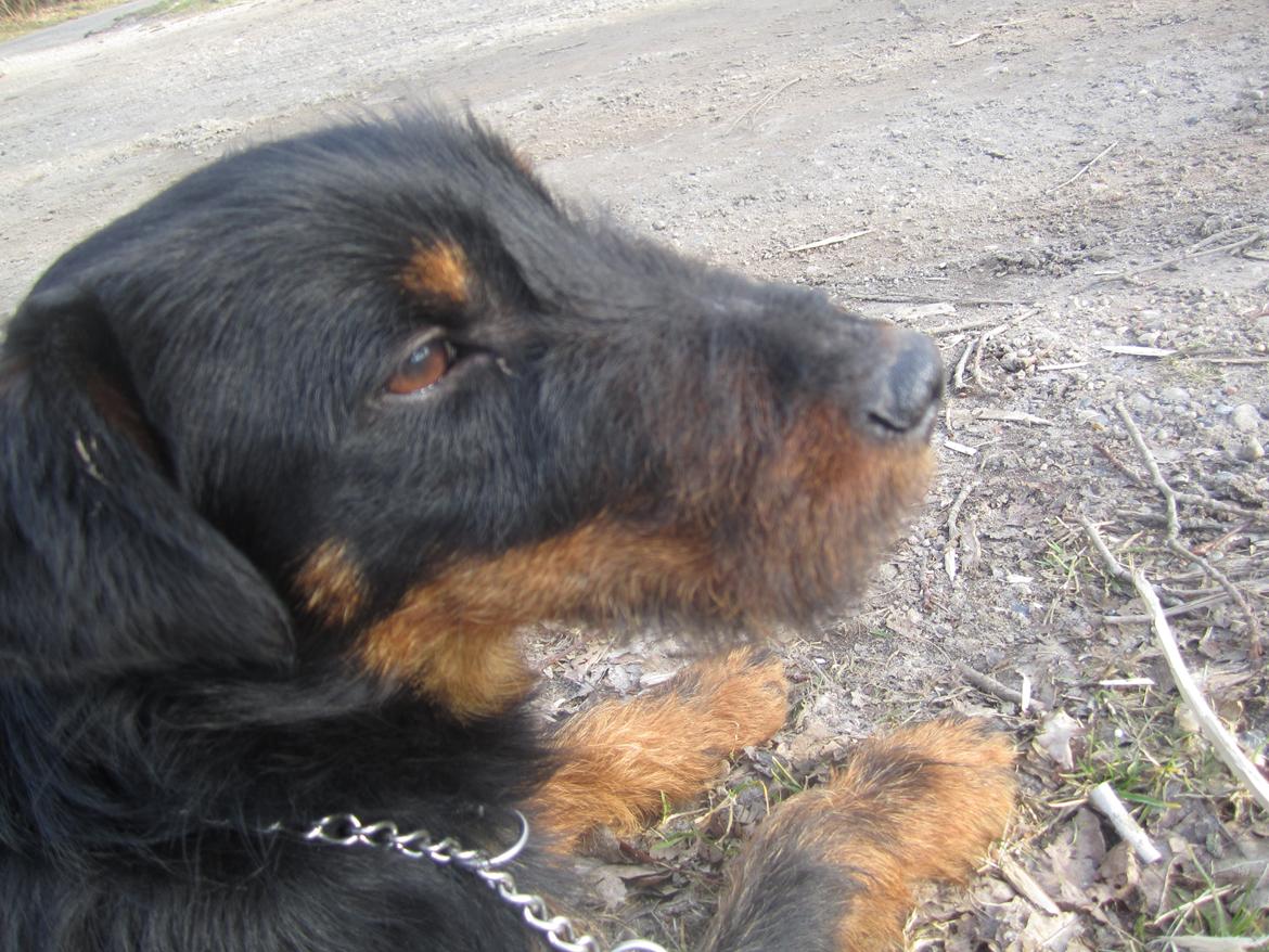 Tysk jagtterrier Buller<3 Farvel min ven <3 billede 14