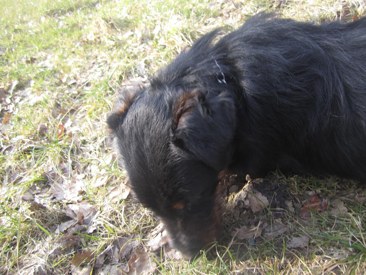 Tysk jagtterrier Buller<3 Farvel min ven <3 billede 19