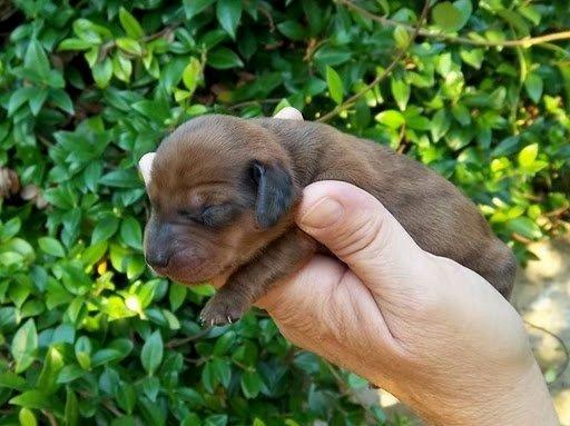 Gravhund smilla  - efter fødslen og hun var blevet frisk igen billede 1