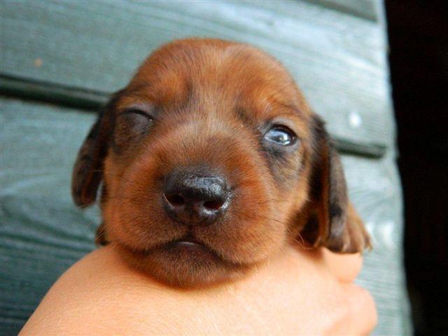 Gravhund smilla  billede 2