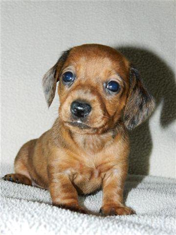 Gravhund smilla  - nogle uger sener  billede 3