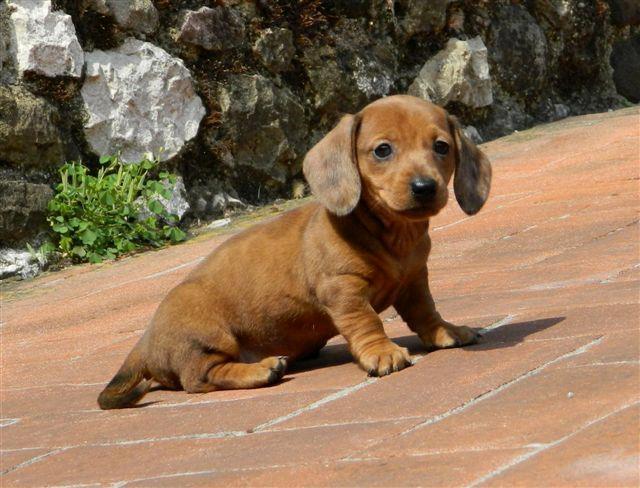 Gravhund smilla  billede 4