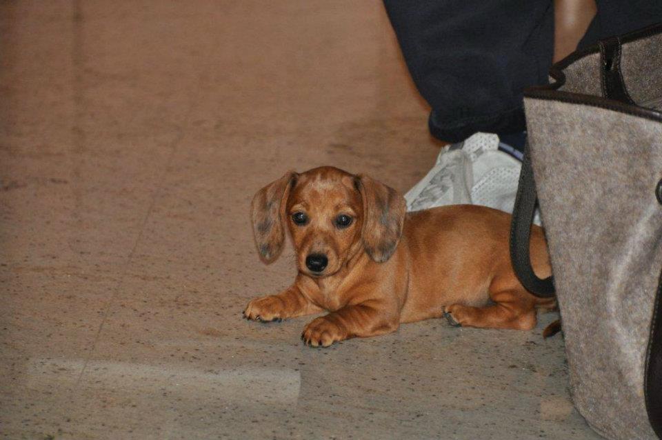 Gravhund smilla  billede 5