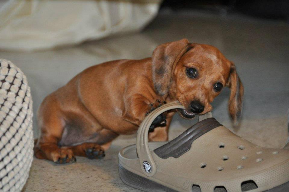 Gravhund smilla  billede 6