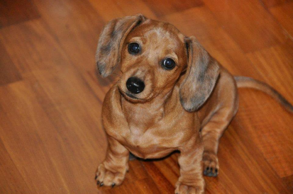 Gravhund smilla  billede 7