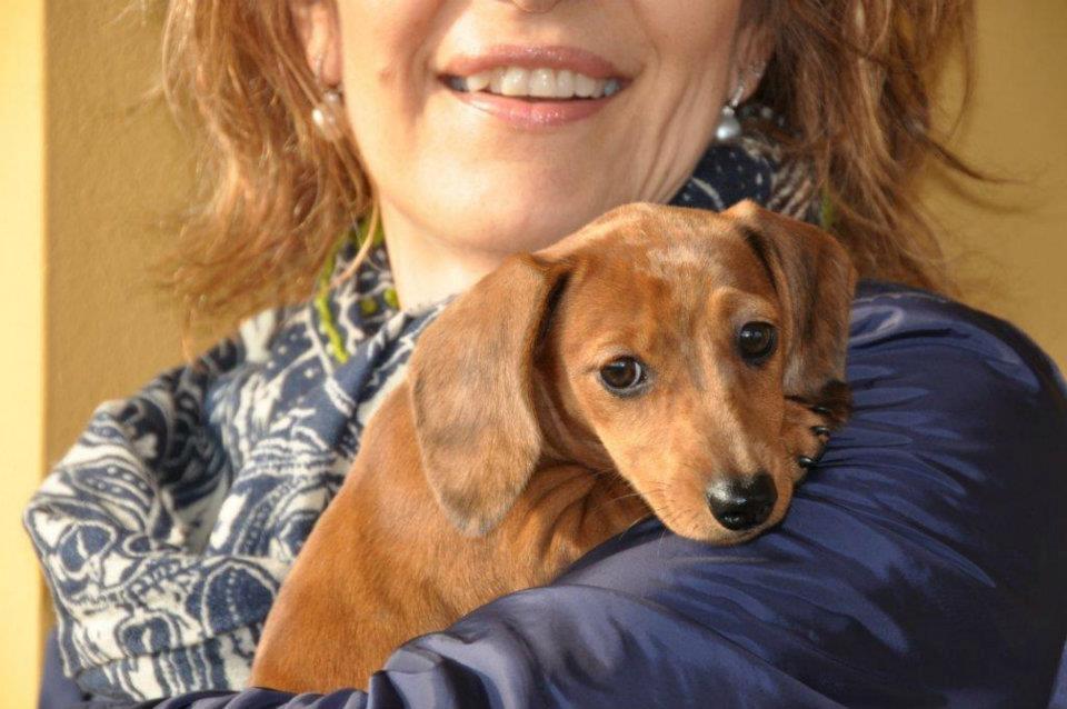 Gravhund smilla  billede 8