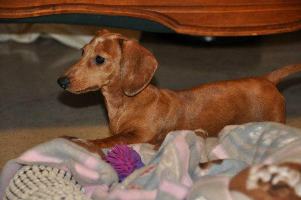 Gravhund smilla  billede 9