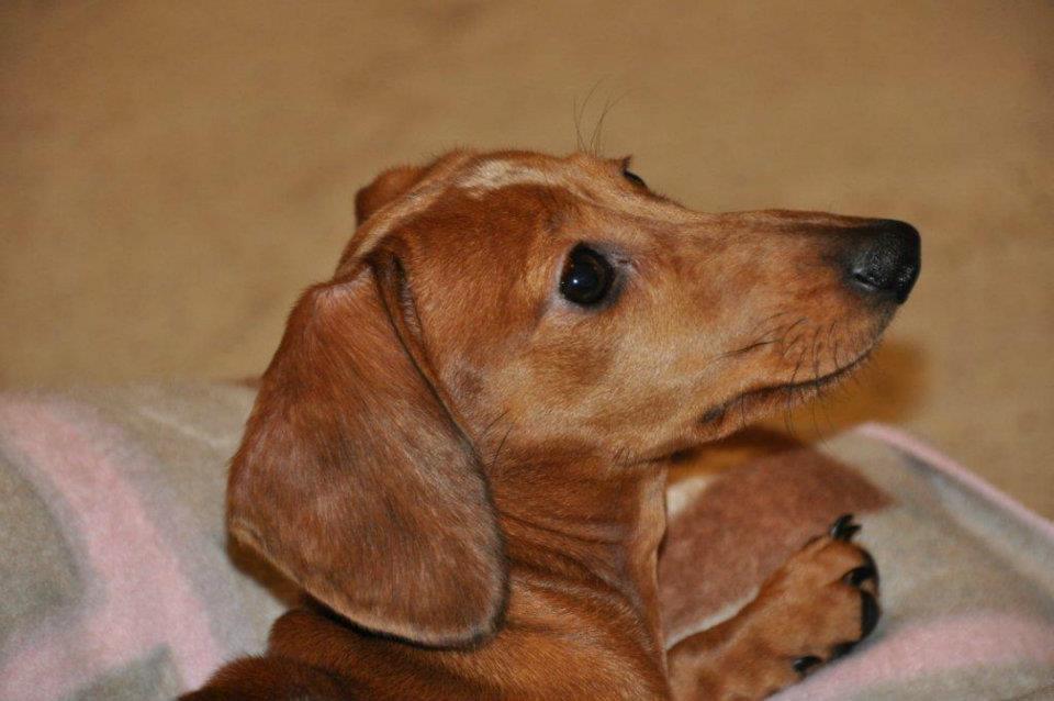 Gravhund smilla  billede 10