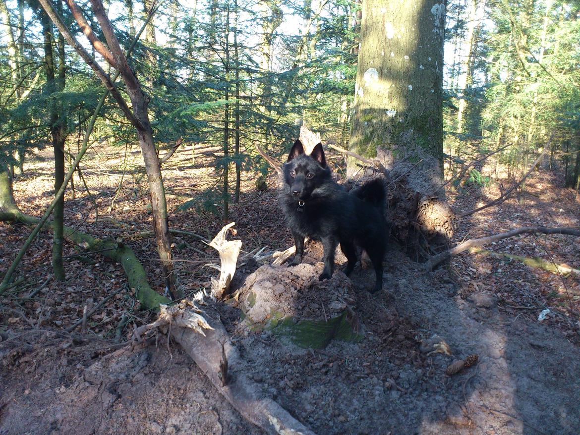 Schipperke Pri-wat Emil (Ludo) - Jeg ejer skoven, jeg er kongen, jeg er den største hund i hele hundeskoven. og jeg er kærester med ALLE hunnerne .. :)  billede 13