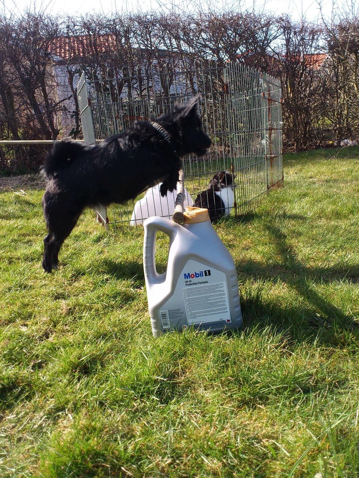 Blanding af racer Loke-emil billede 18