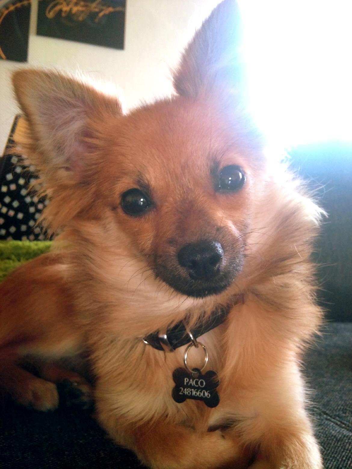 Blanding af racer Chihuahua/Pomeranian - Paco - I Love You <3 billede 13