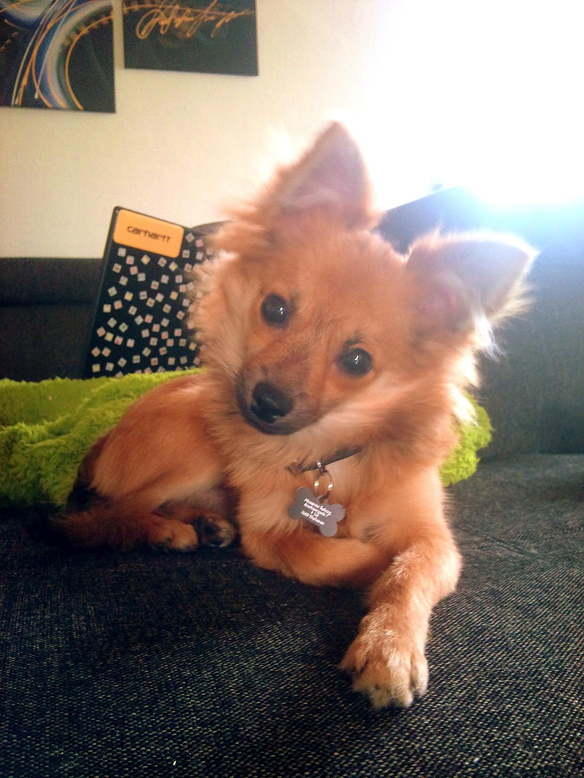 Blanding af racer Chihuahua/Pomeranian - Paco - <3 billede 8