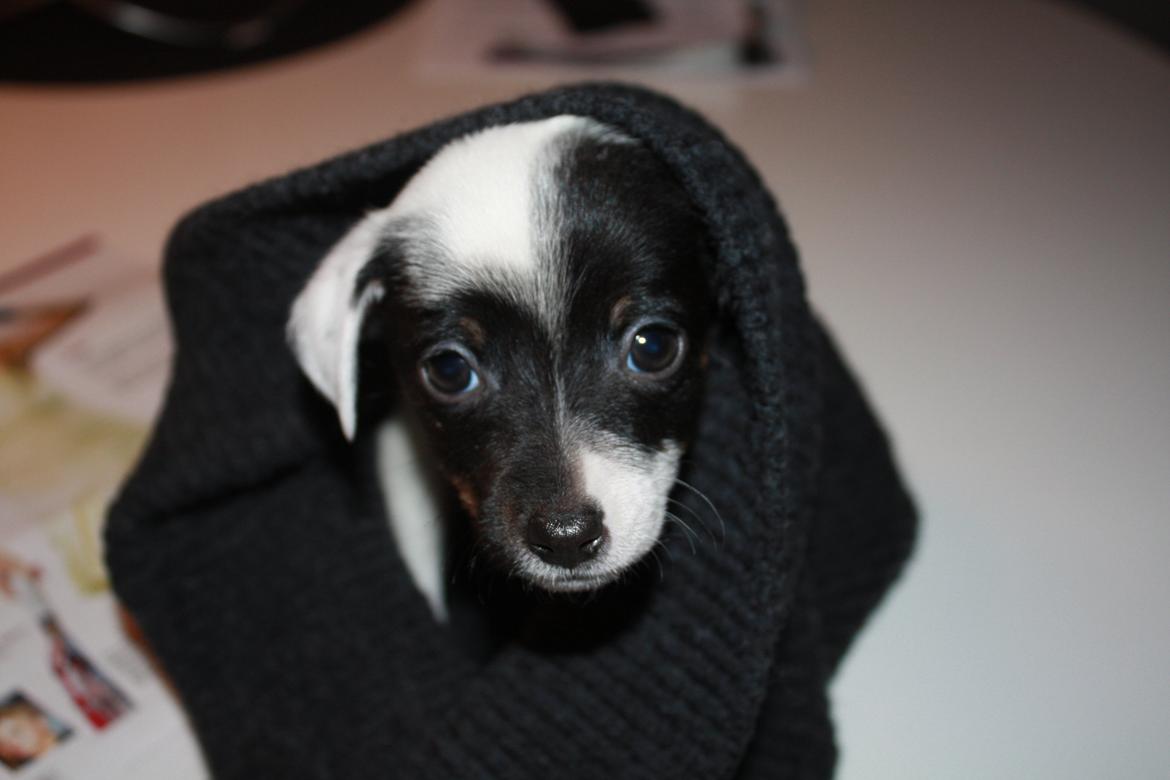 Dansk svensk gaardhund FELIX - Jeg er lige ankommet til mit nye hjem 8 uger gammel og kan være i min fars tophue. Cute ikke? billede 1