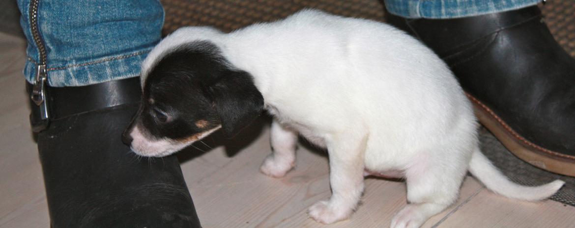 Dansk svensk gaardhund FELIX - Jo jeg er skam en lille fyr, men jeg skal nok blive en stor dreng billede 2