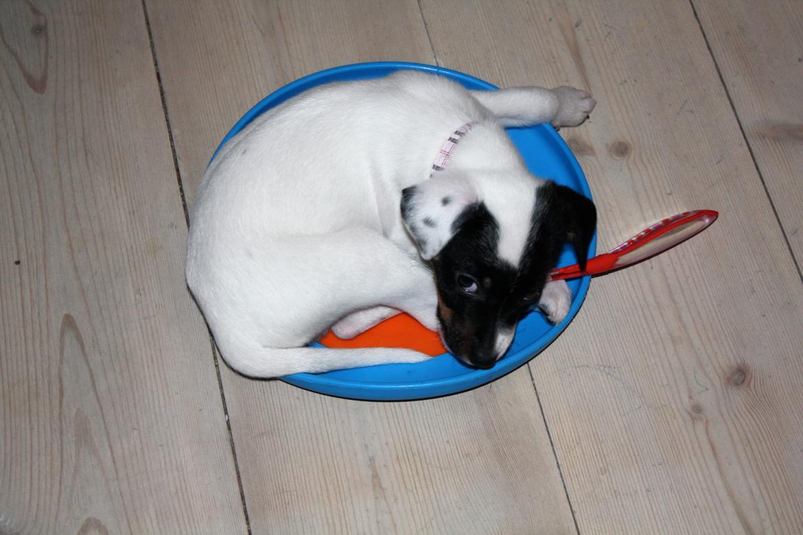 Dansk svensk gaardhund FELIX - En frisbee kan også bruges til at sove på, sammen med tandbørsten? Ja hvorfor ikke? billede 5