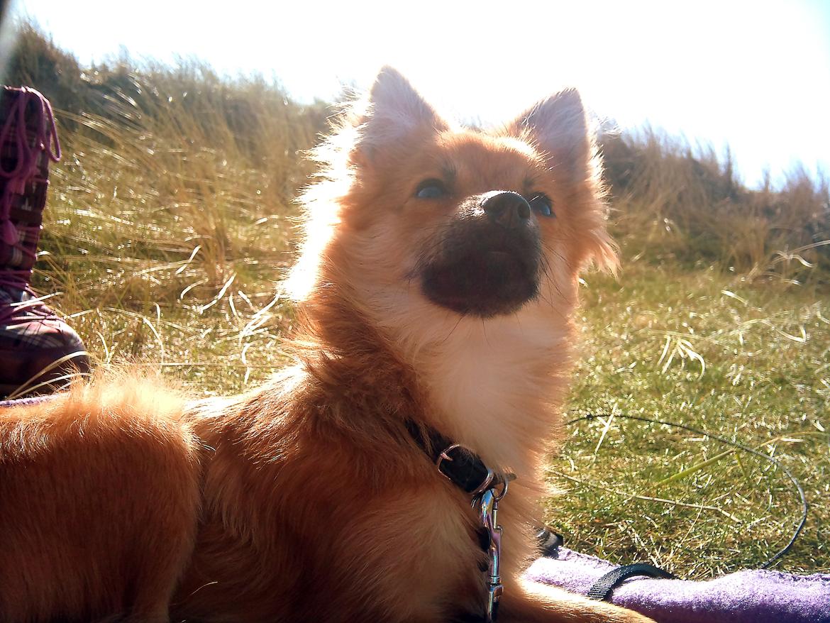 Blanding af racer Chihuahua/Pomeranian - Paco - Dejligt med sol! billede 18