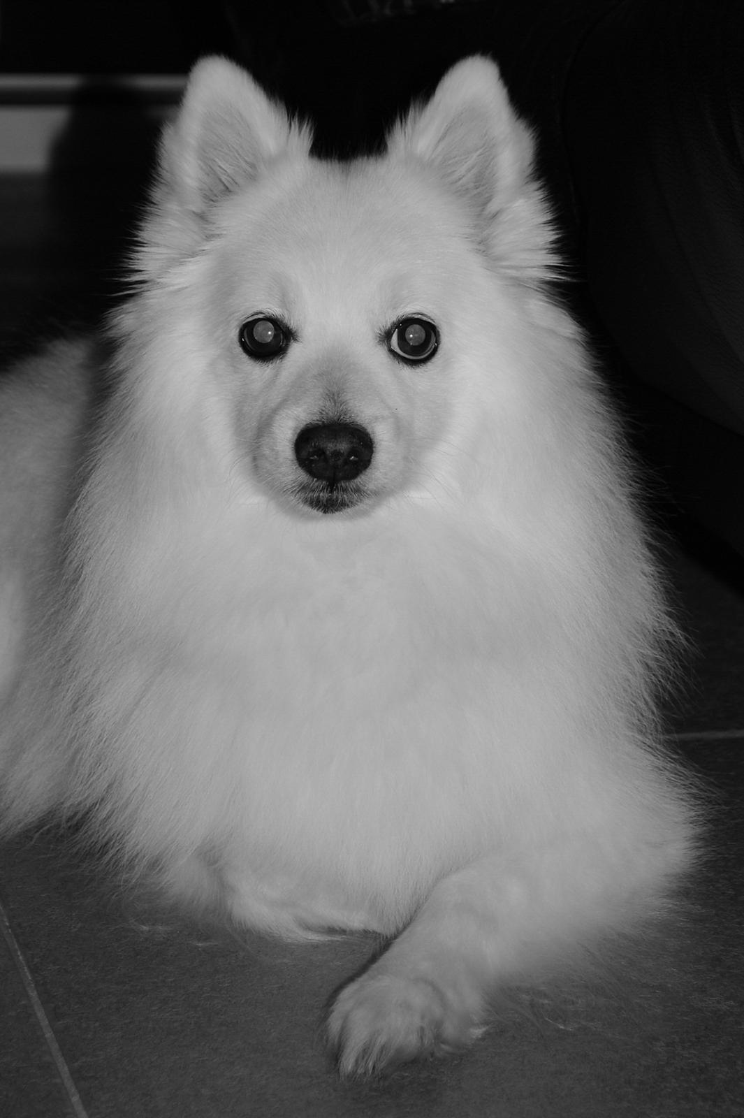 Japansk spids Kookoo - En dag, som i dag <3 billede 1