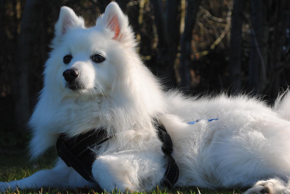 Japansk spids Kookoo - Første sommerdag 2012 billede 3