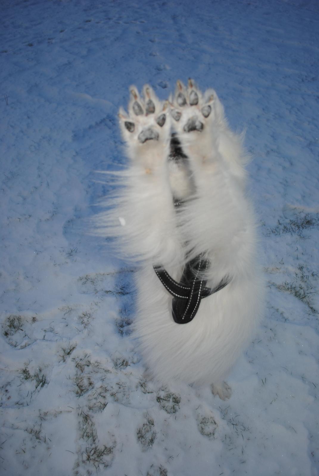 Japansk spids Kookoo - Can´t reach <3 billede 4