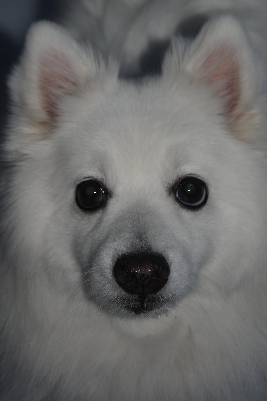 Japansk spids Kookoo - Kønt lille hoved <3 billede 5