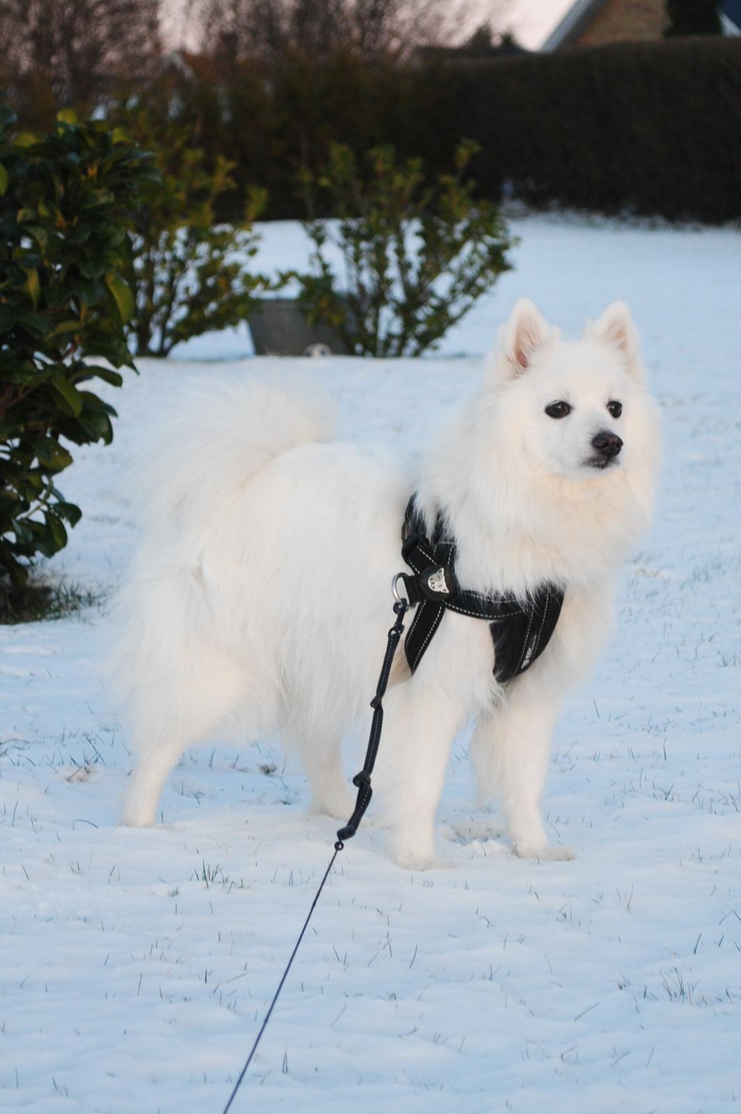 Japansk spids Kookoo - Snekonge!! <3 :-P billede 6