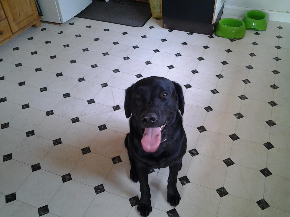 Labrador retriever Bamse billede 1