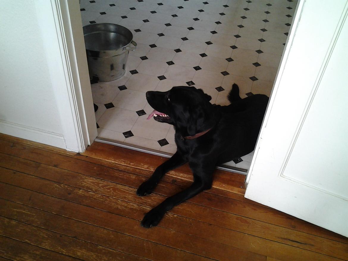 Labrador retriever Bamse billede 2