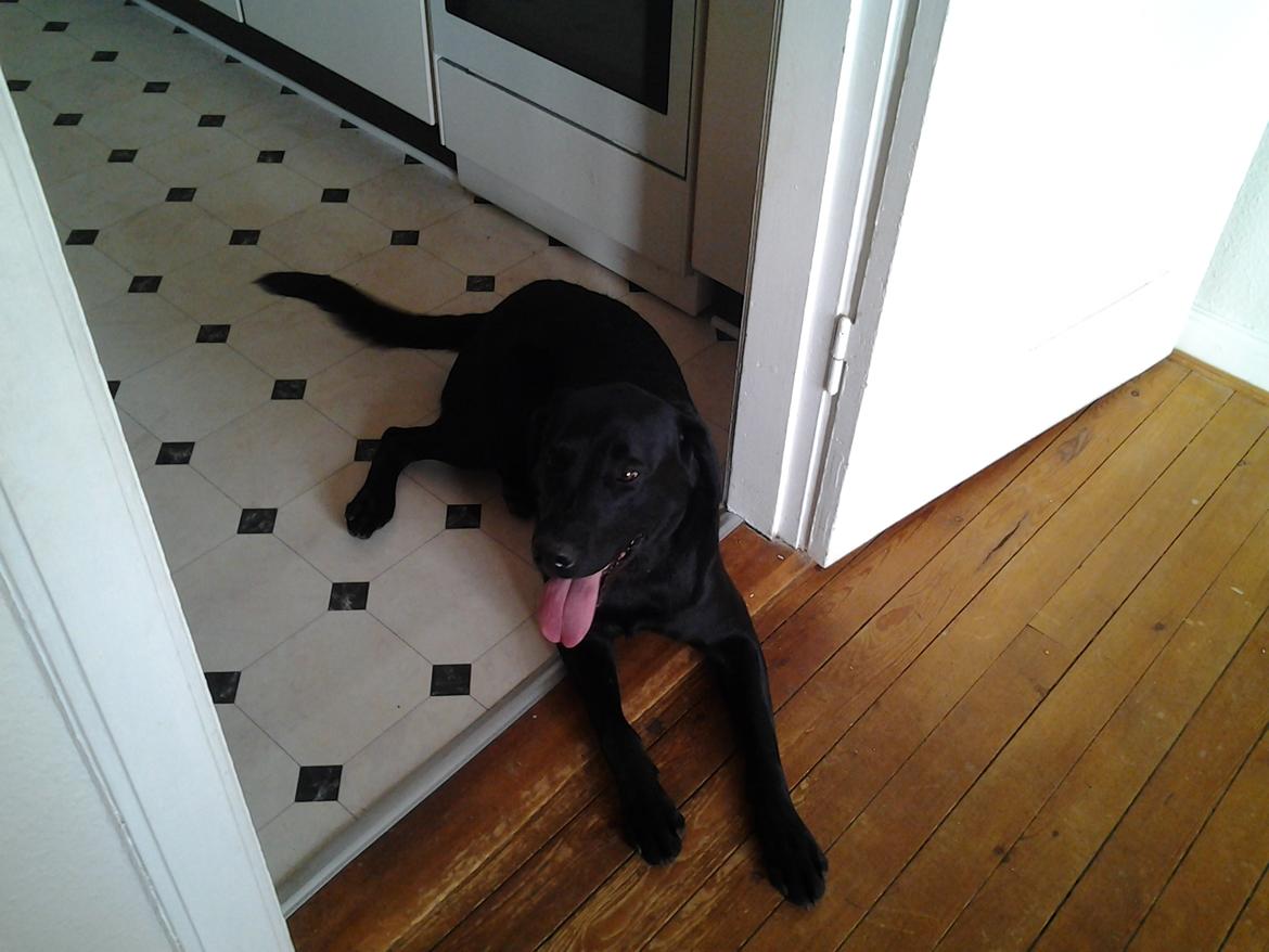 Labrador retriever Bamse billede 3