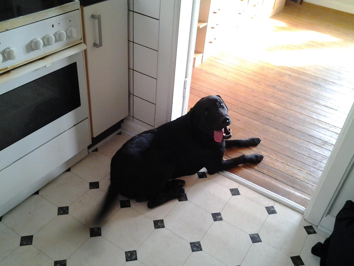 Labrador retriever Bamse billede 4