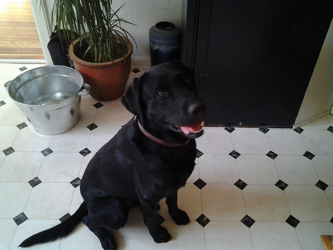 Labrador retriever Bamse billede 5