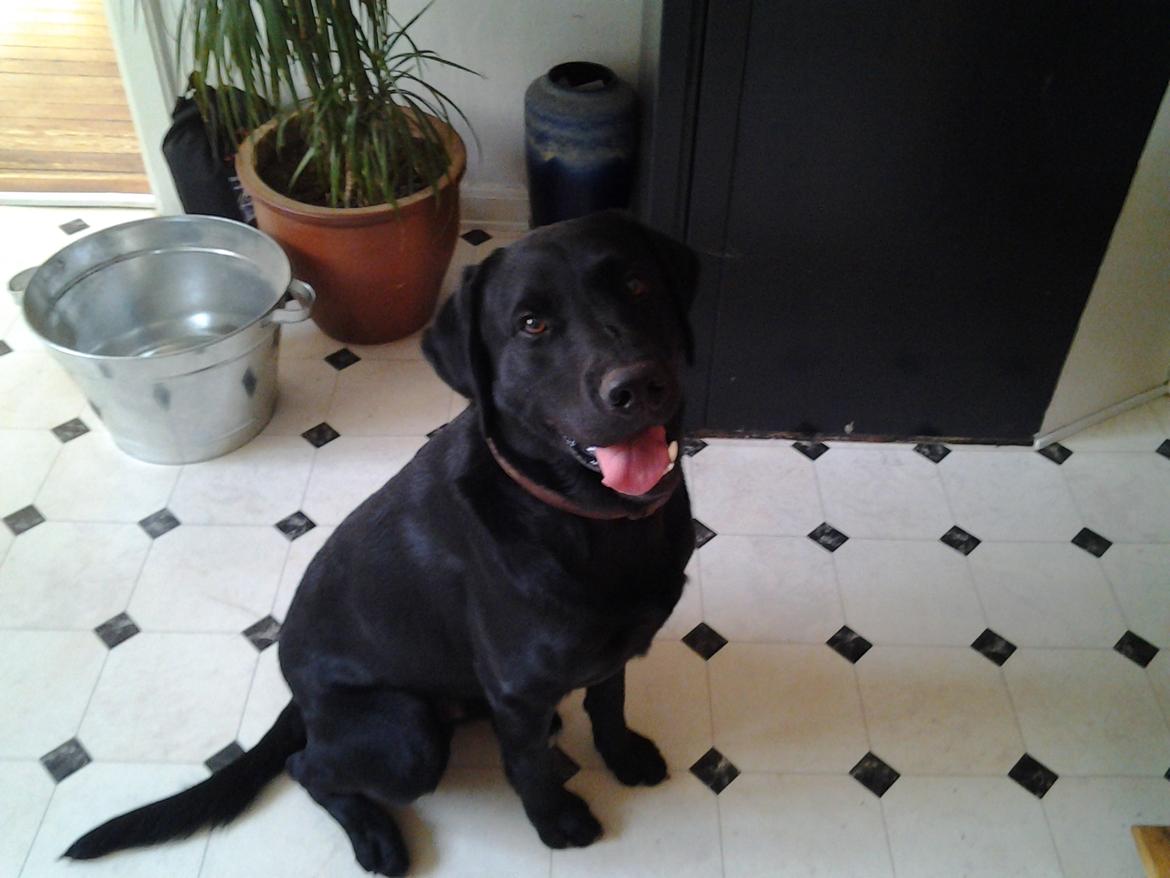 Labrador retriever Bamse billede 6