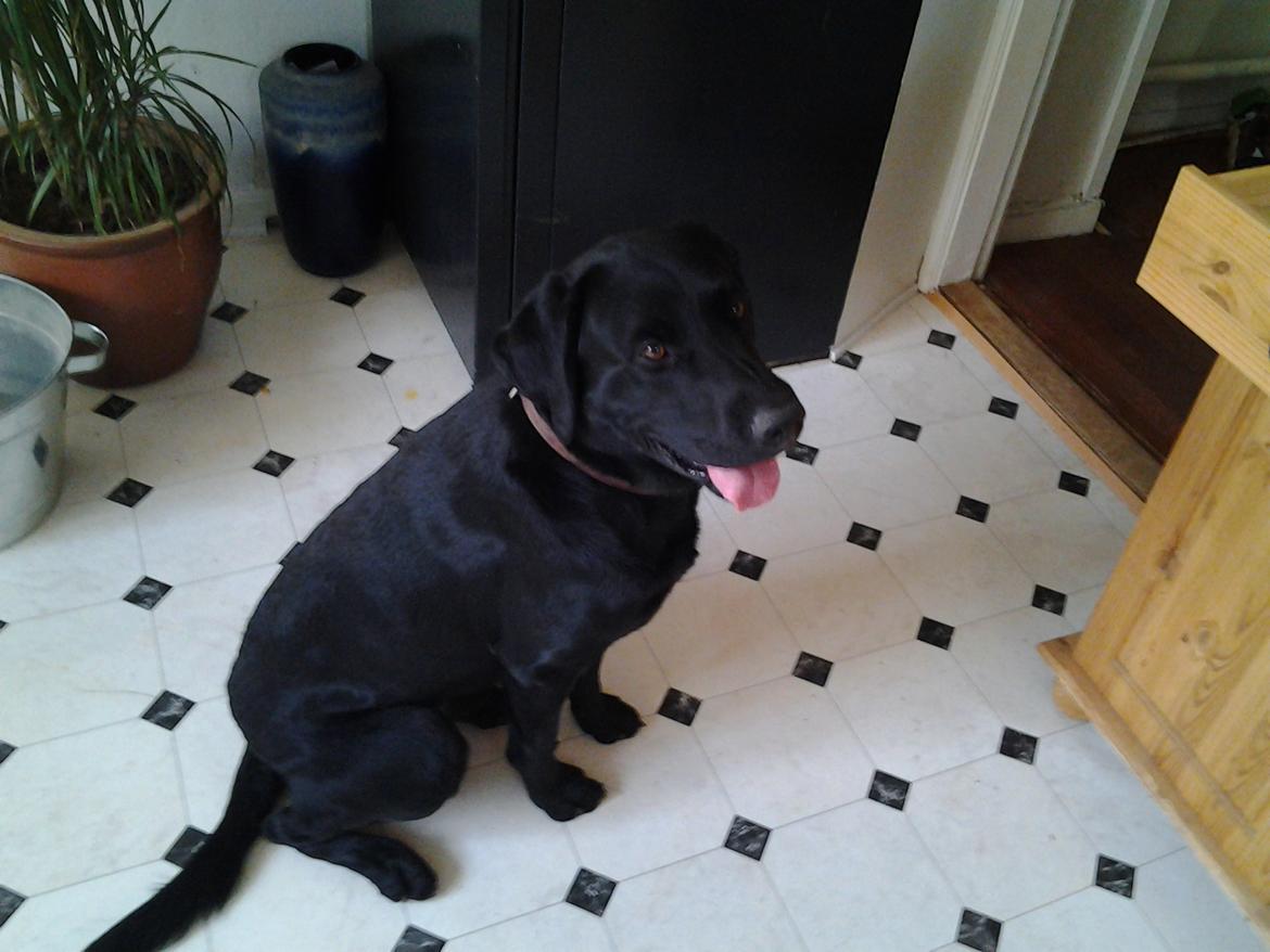 Labrador retriever Bamse billede 7