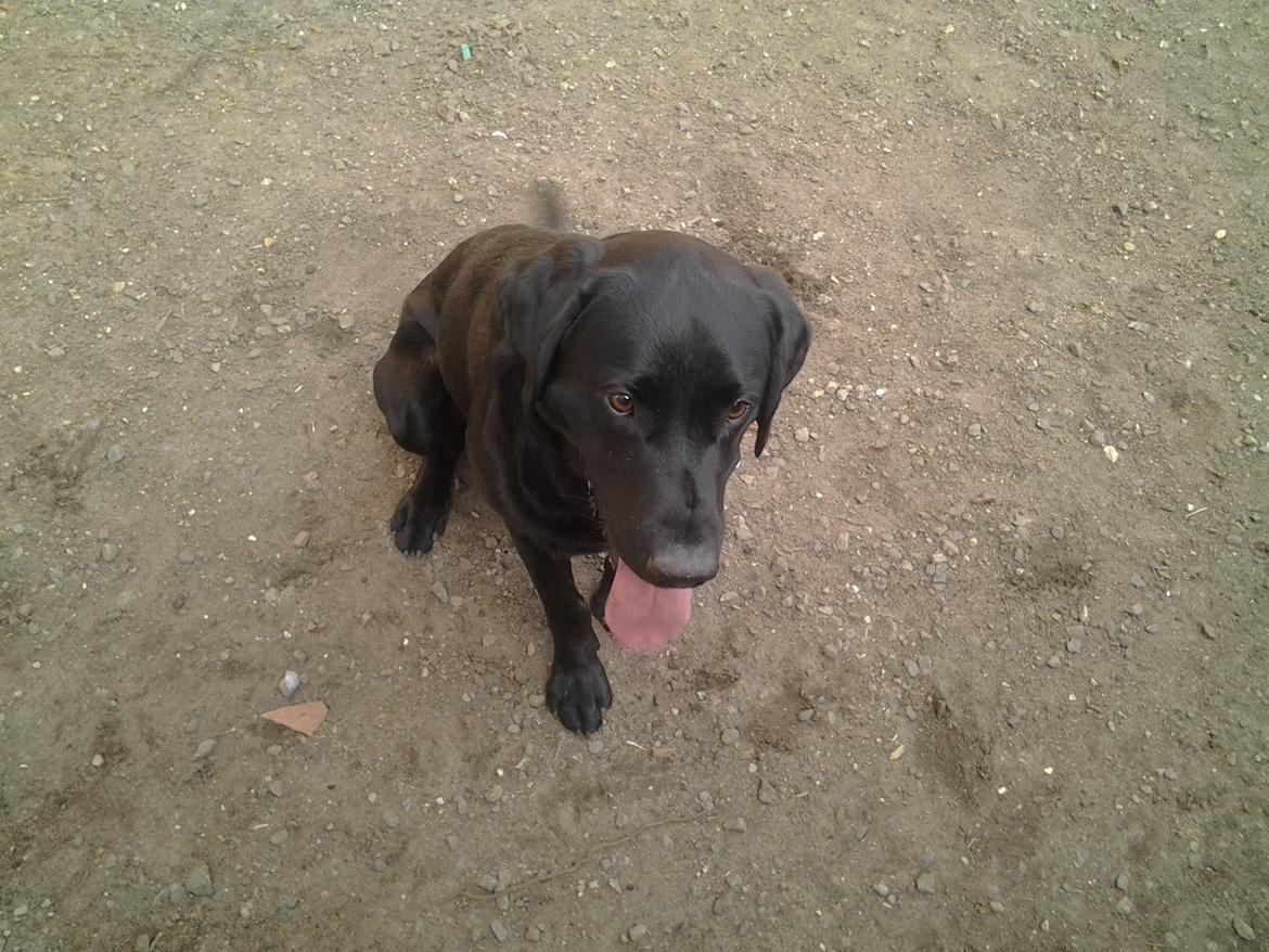 Labrador retriever Bamse billede 8