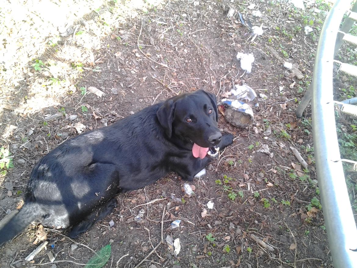 Labrador retriever Bamse billede 9