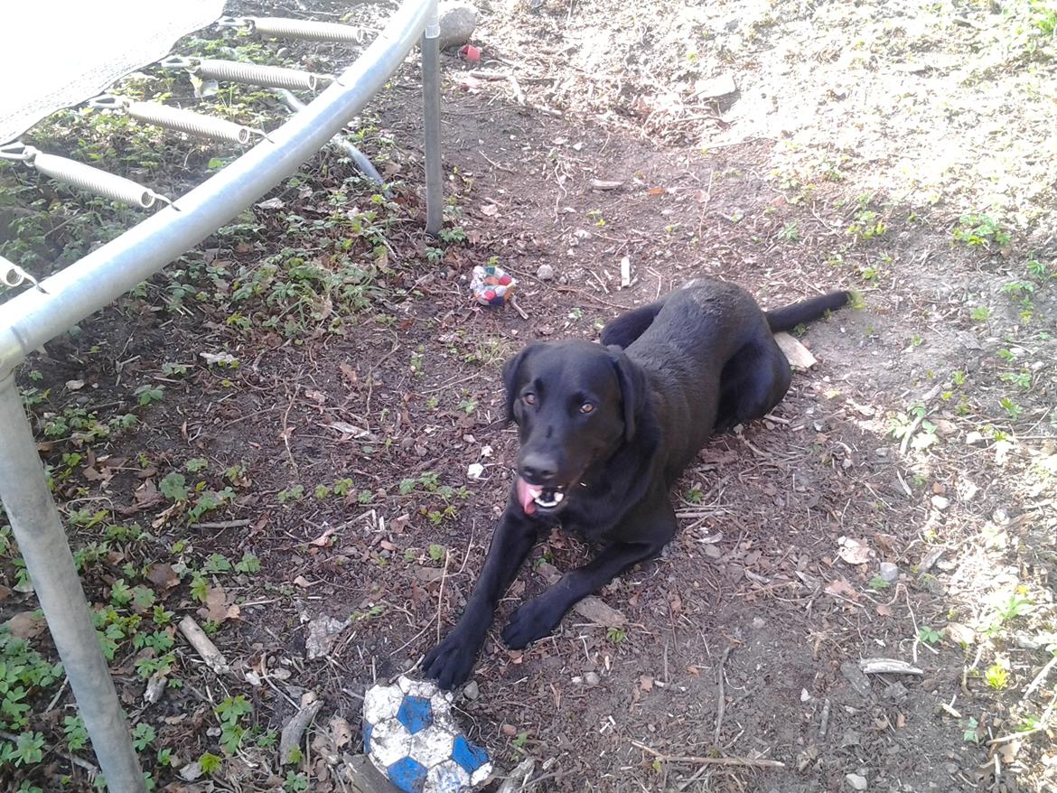 Labrador retriever Bamse billede 10