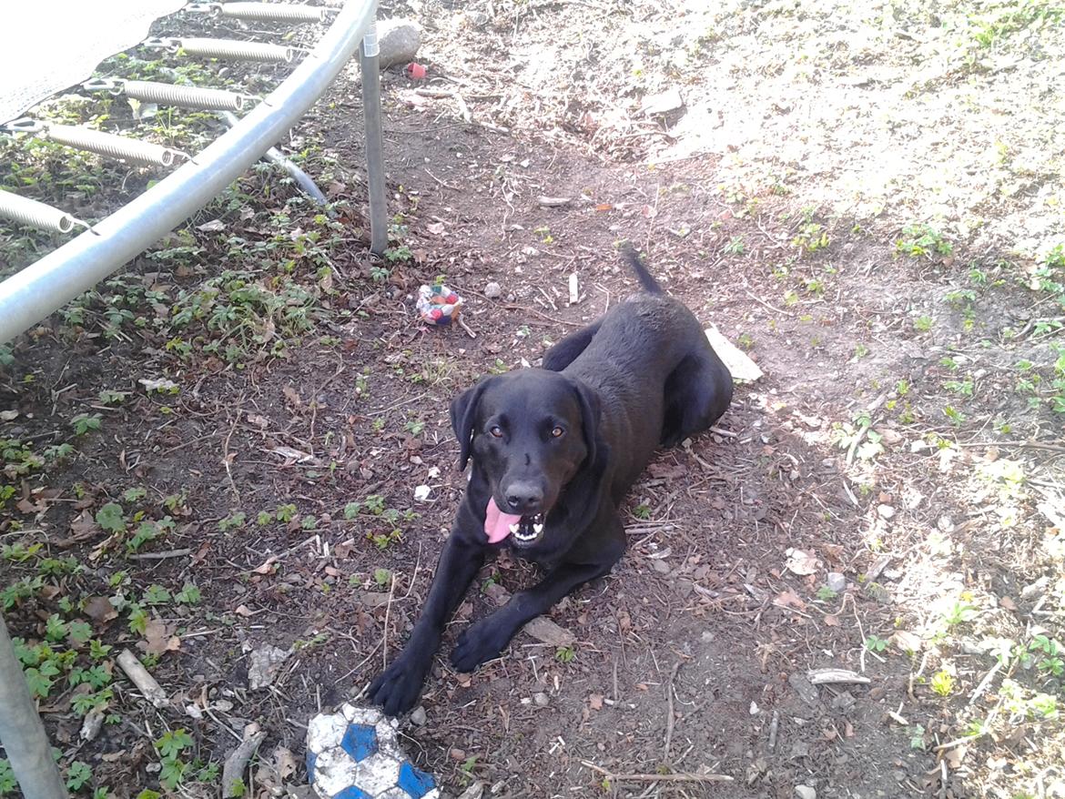 Labrador retriever Bamse billede 11