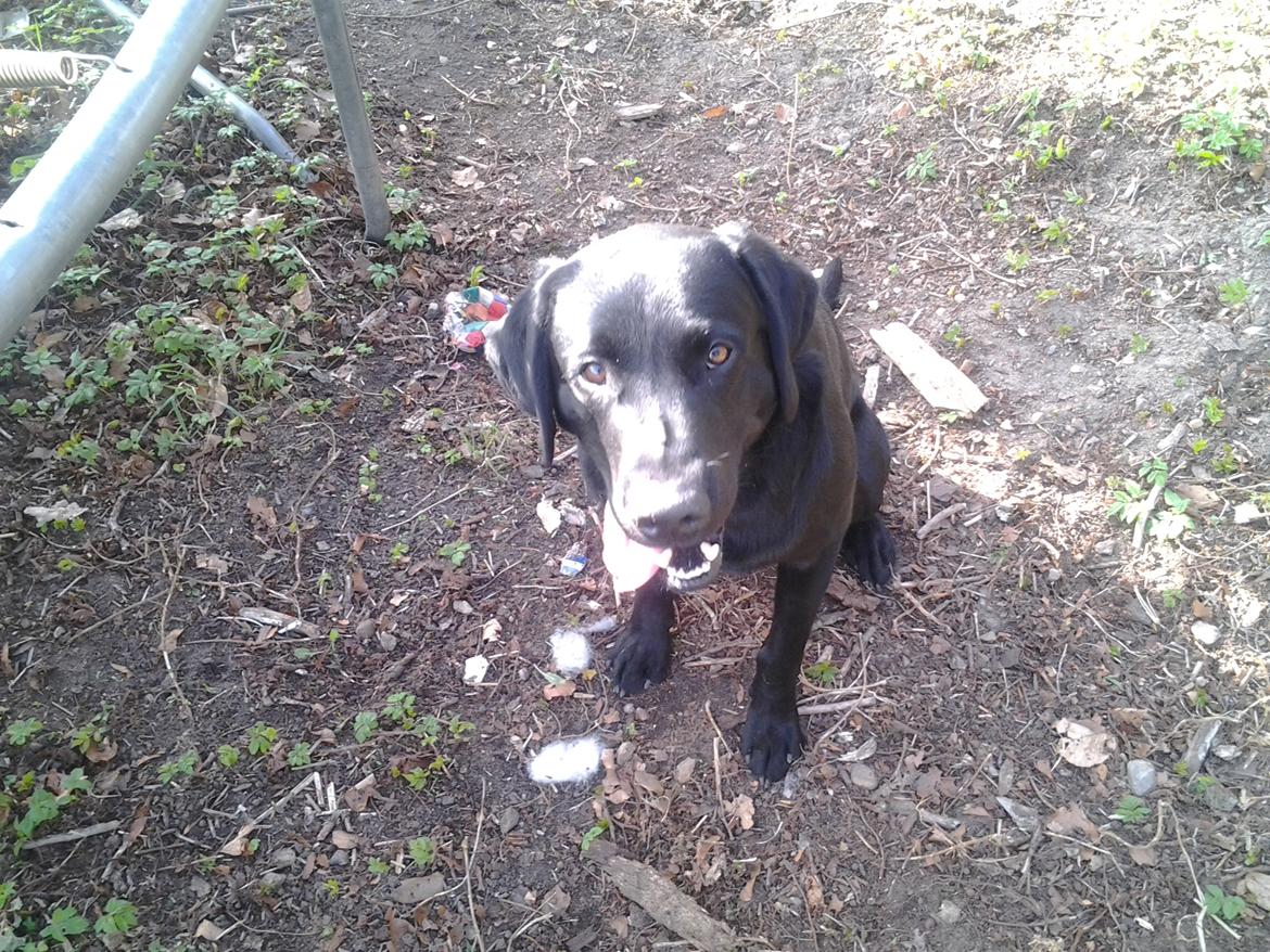 Labrador retriever Bamse billede 12