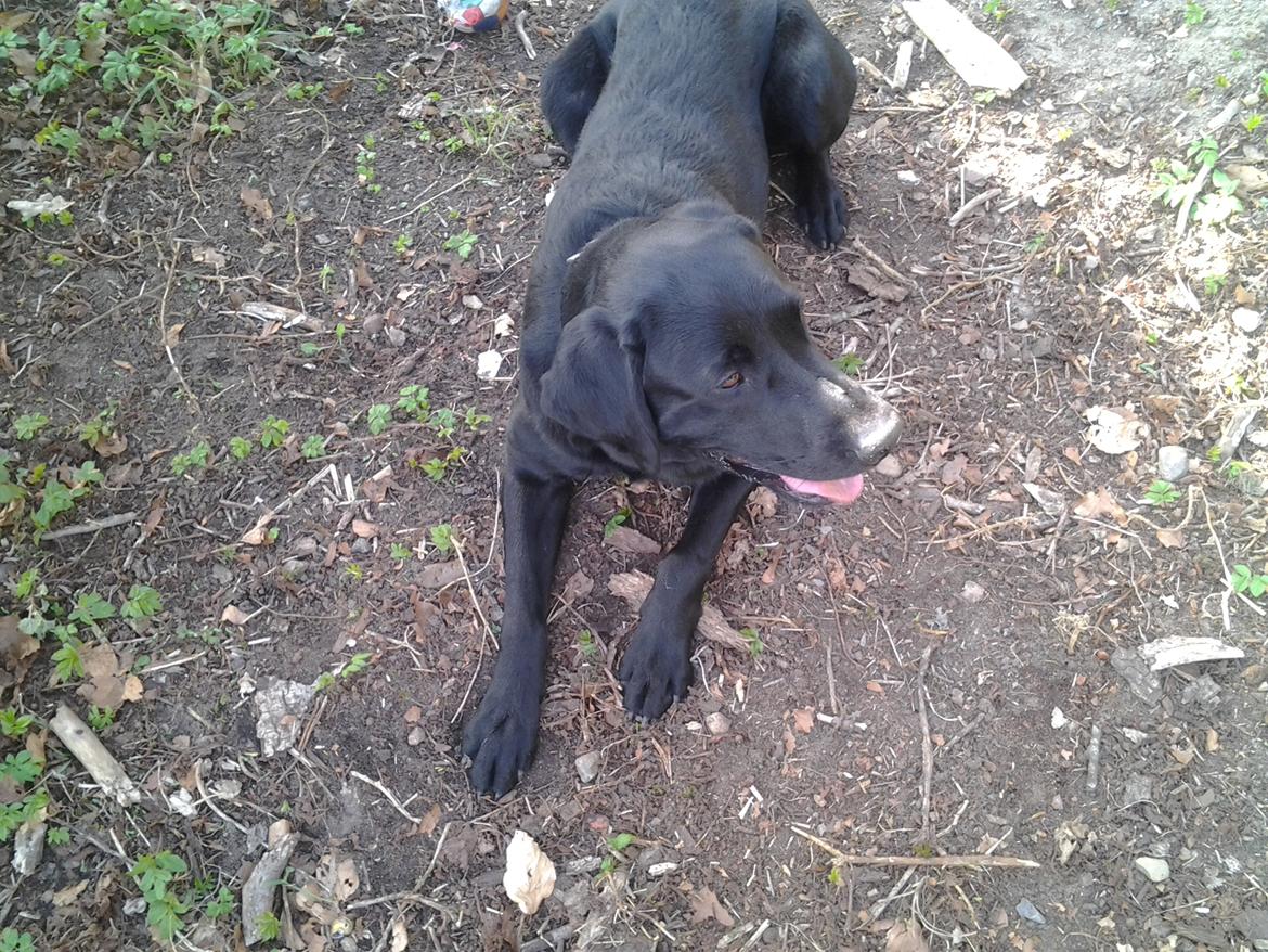 Labrador retriever Bamse billede 13